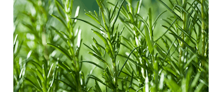Common Rosemary | 5 for £10